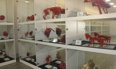 Анатомический музей