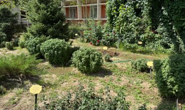 Лекарственный ботанический сад