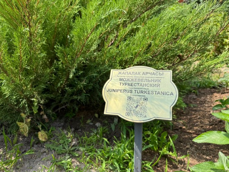 Лекарственный ботанический сад