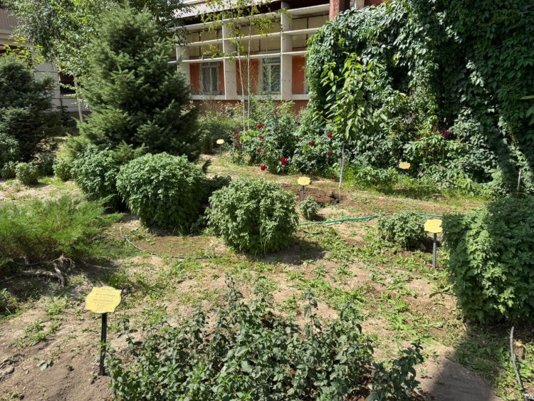 Лекарственный ботанический сад